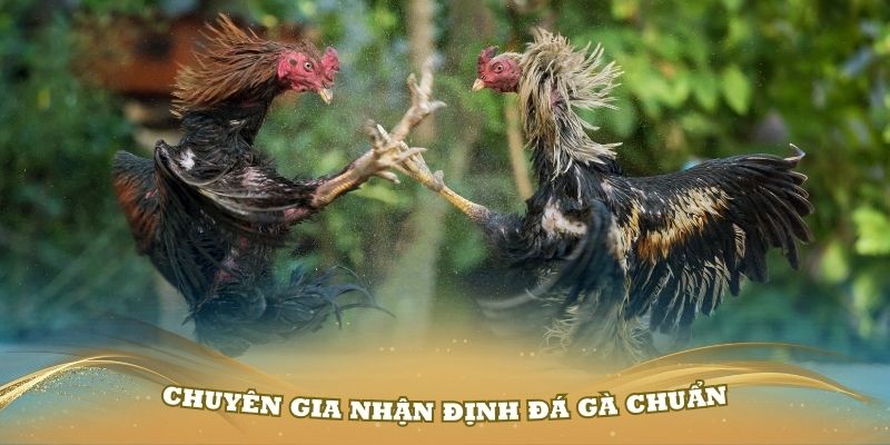 Các chuyên gia nhận định đá gà cực chuẩn để bạn tham khảo