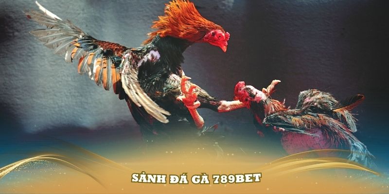 Giới thiệu đôi nét về sảnh đá gà 789Bet đầy hấp dẫn