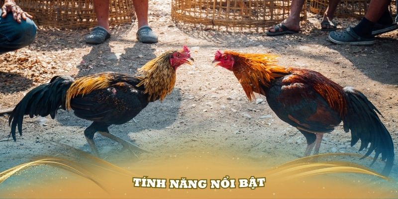 Khám phá những tính năng nổi bật nhất từ sảnh đá gà 789Bet